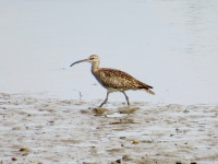 River Blyth Estuary